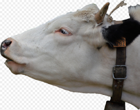 Sticker Cow Head Cowhead Dennystoughton Cattle Hd Png