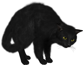 black cat png