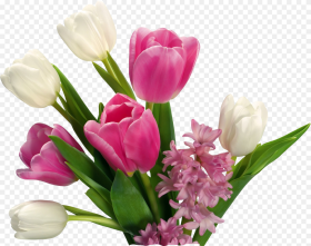 Tulip Flower Png Images Free Gallery  Background
