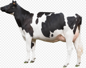 Vaca Mirando a La Izquierda Cow Png Transparent