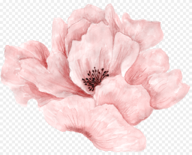 Pink Beautiful Full Bloom Watercolor in Flowers Clipart
