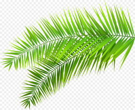Decoration Png Clip Art Palm Leaf Transparent Background