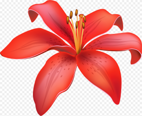 Red Lily Flower Png Clipart Lily Flower Vector