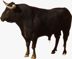 Highland Cattle Camargue Spanish Highland Cow Png Transparent