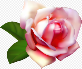 Beautiful Rose Clip Art  Background Light Pink