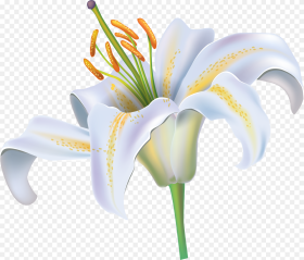 White Lily Flower Png Clipart Image Clipart White