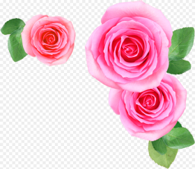 Pink Rose Flowers Png Image Free  Searchpng