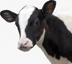 Female Cow Png Cara De Vaca Png Transparent