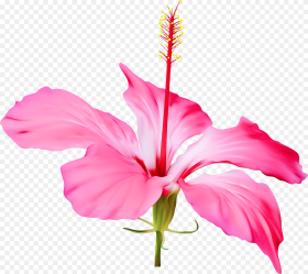 Clip Art Shoeblackplant Portable Network Graphics Flower Hawaii