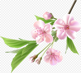 Spring Branch With Pink Tree Flowers Png Clipart