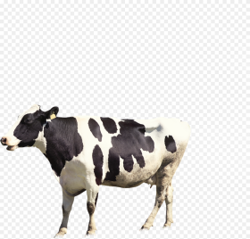 Dairy Cow Png Transparent Png