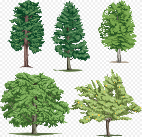 Different Trees Png  Pictures of Different