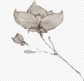 Sketch Rustic Flower Png