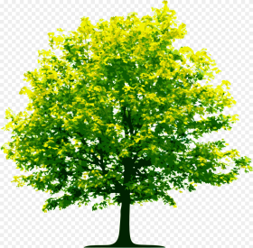 Tree Png Image Free Download Free Download Picture