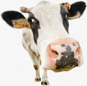 Transparent Dairy Cow Png Stock Photo Cow Png