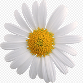 White Flower Png  Daisy Flower Png