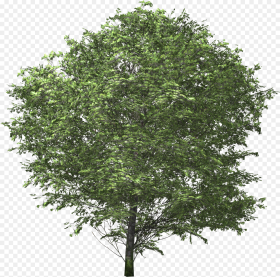 Img Tree No Back Ground Hd Png Download