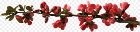 Spring Flower Buttons on Branch  Red Flower