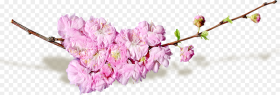 Cut Flowers Blog Transparent Spring Flower Png