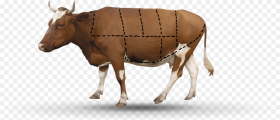 A a Cow Has  Parts Transparent Background