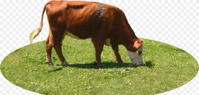 Cow Eating Grass Png Transparent Png 