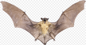 Real Bat Png Image With Transparent Background Real