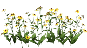 plant png flowers