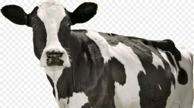 California Milk Cows Hd Png Download