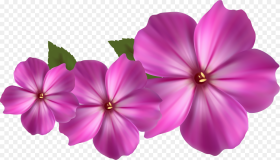 Pink Flower Decor Png Clipart Purple and Pink