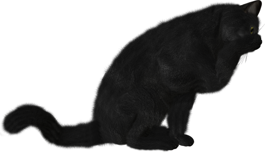 dark black cat png