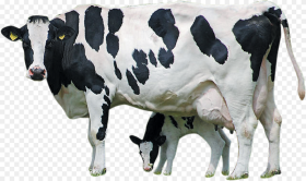 Cow Images Hd Png Transparent Png 