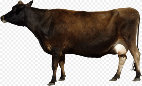 Download This High Resolution Cow Icon Clipart Cow