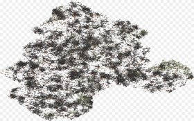 Transparent White Christmas Tree Png Christmas Tree Png