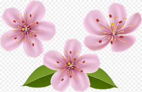 Spring Clip Art Image Transparent Background Flowers Clip