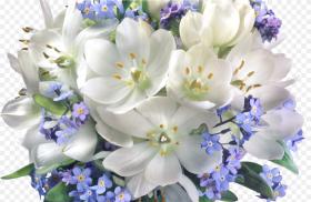 Crocuses Clipart Best Jasmine Flower Bouquet Hd