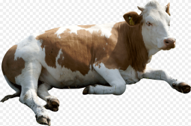 Dairy Cattle Sticker Mycotoxin Eid Ul Adha Stickers