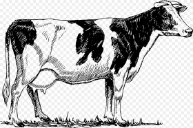 Clipart Cow Vintage Png Transparent Png