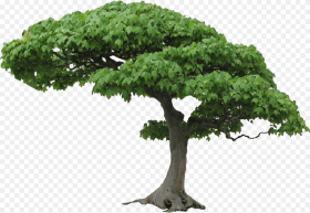 Tree Png Picture Tree Png Hd Transparent Png