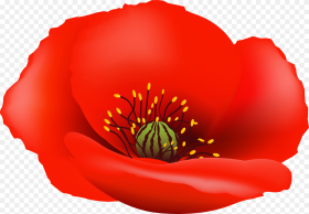 Poppy Flower Png Clip  Background Poppy Flower