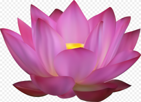 Lotus Vector Png Flower Pink Lotus Png