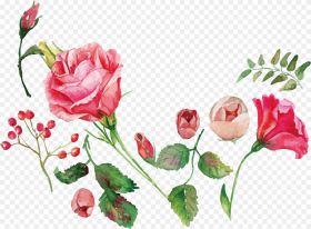 Watercolor Painting Flower Rose Royalty Free Flower Watercolor