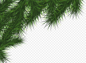 Fir Tree Png Image Christmas Pine Png Transparent