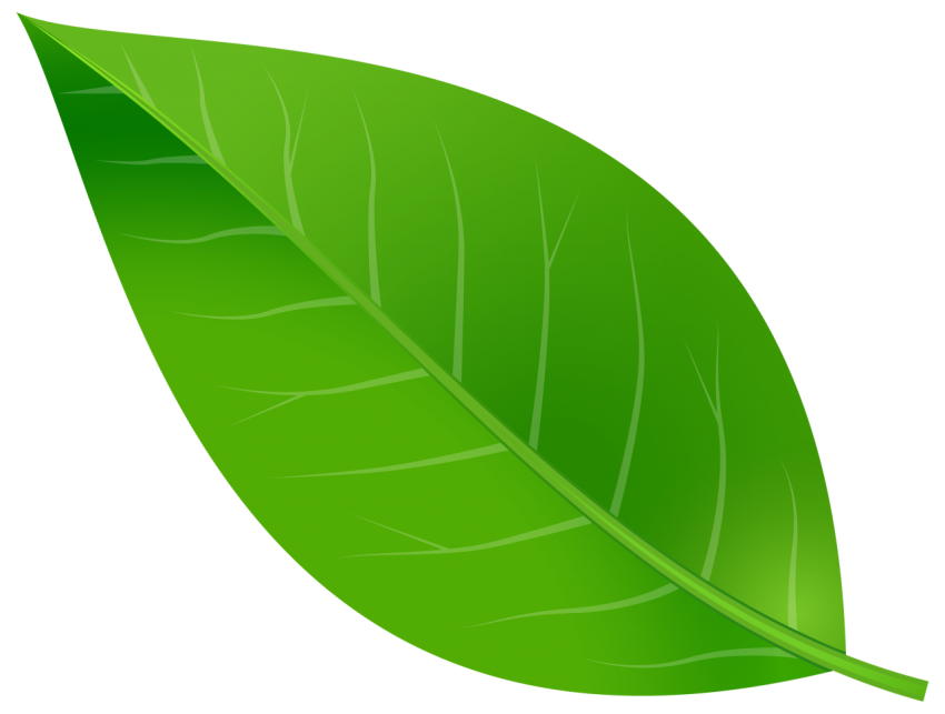 leaf png green tree