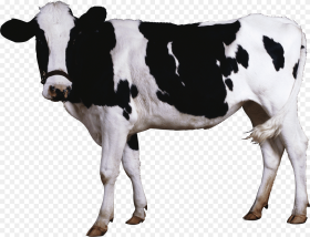 Black White Cow Cow Png Transparent Png