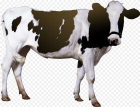 Cow Png Free Pic Cow De Horn Machine