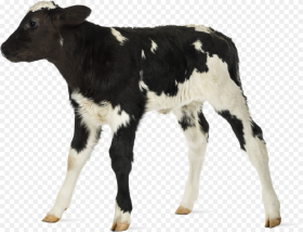 Baby Cow White Background Hd Png Download