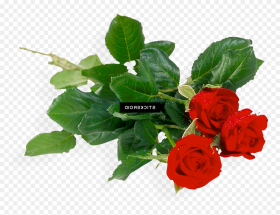 Rose Bunch Png Flower Bunch Png Hd