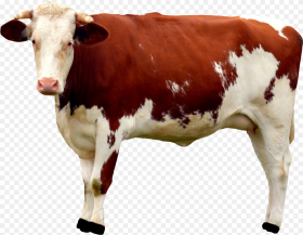 Cow Png Image Cow Png Transparent Png