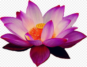 Pink Lotus Flower Clipart Lotus Flower Png