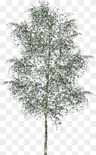 D Trees Elm Acca Software D Trees Png